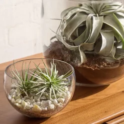 West Elm Cairo Terrariums