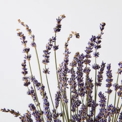 West Elm Dried Lavender Stem Bunch