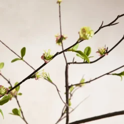 West Elm Faux Blossom Branch