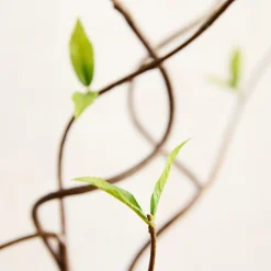 West Elm Faux Curvy Willow Branch