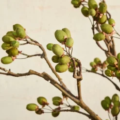 West Elm Faux Kiwi Pod Branch