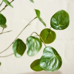 West Elm Faux Potted Caudex Plant