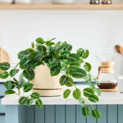 West Elm Faux Potted Herringbone Maranta