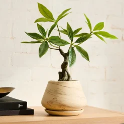 West Elm Faux Potted Money Plant