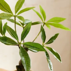 West Elm Faux Potted Money Plant