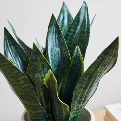 West Elm Faux Potted Snake