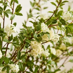 West Elm Faux White Blossom Bundle