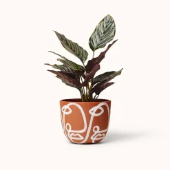 West Elm Franca NYC Cara Planter