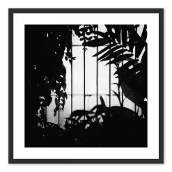 West Elm Greenhouse Shadows Framed Wall Art by Annie Spratt