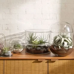 West Elm Live Beginner-Friendly Tillandsia Air Plant Assortment (Set of 10)
