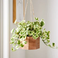 West Elm Live Mini Pothos Plant w/ Hanging Planter