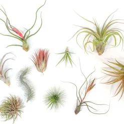 West Elm Live Premium Tillandsia Air Plant Assortment (Set of 10)