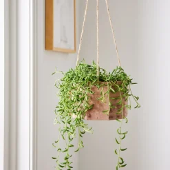 West Elm Live Succulent String of Bananas w/ Hanging Planter