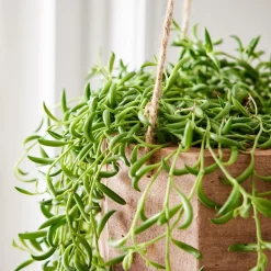West Elm Live Succulent String of Bananas w/ Hanging Planter