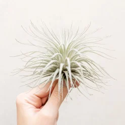 West Elm Live Tillandsia Tectorum Air Plant