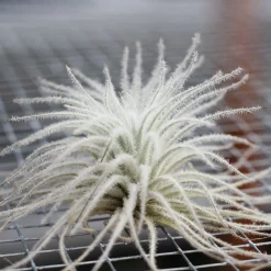 West Elm Live Tillandsia Tectorum Air Plant