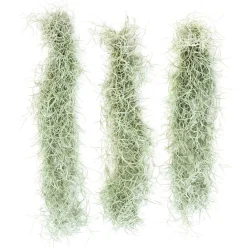 West Elm Live Tillandsia Usneoides Spanish Moss Air Plant Clumps (Set of 3)