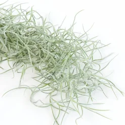 West Elm Live Tillandsia Usneoides Spanish Moss Air Plant Clumps (Set of 3)