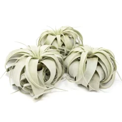 West Elm Live Tillandsia Xerographica Air Plants & Xerographica Seedling Pack