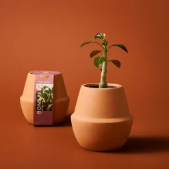 West Elm Modern Sprout Modern Terracotta Grow Kit