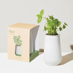 West Elm Modern Sprout Tapered Tumbler Grow Pot
