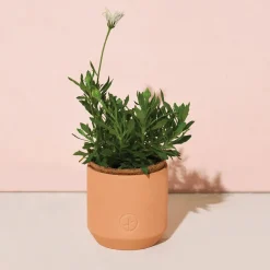 West Elm Modern Sprout Tiny Terracotta Grow Kits - Flowers