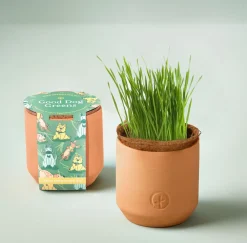 West Elm Modern Sprout Tiny Terracotta Grow Kits - Greens