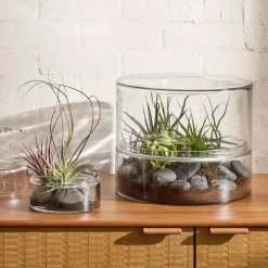 West Elm Thatcher Terrarium